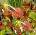 Columnea Minor Gesneriad Terrarium Plant - Rare US Grown Purple Blooms, Indoor Small Houseplant, Medium Light, Tropical Plant