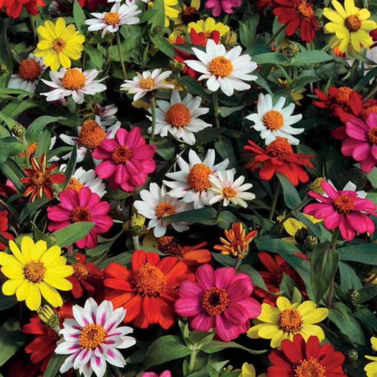 100+ Zahara Single Mix Zinnia Seeds – Bright Single-Petal Flowers for Garden, Drought & Heat Tolerance, Annuals, Zinnia marylandica