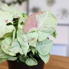 Syngonium podophyllum 'Milk Confetti' - Live Arrowhead Plant in 4" Pot - Variegated Indoor Houseplant, Air Purifying