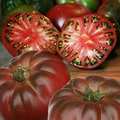 Cherokee Purple Tomato Seeds - Heirloom, Non-GMO, Dusky Pink-Purple, Solanum lycopersicum, USDA Zones 3-10