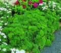 Triple Curled Parsley Seeds | Heirloom, Non-GMO, Curly Garnish Herb, Petroselinum crispum, Fast Growing, USDA Zones 3-10