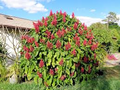 Brazilian Red Cloak Fresh Cuttings – Easy to Root Exotic Shrub with Red Flowers – Megaskepasma erythrochlamys, Tropical Garden Starter