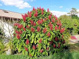 Brazilian Red Cloak Fresh Cuttings – Easy to Root Exotic Shrub with Red Flowers – Megaskepasma erythrochlamys, Tropical Garden Starter
