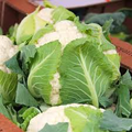 Cauliflower Seeds – Snowball Y Improved Heirloom Variety, Cold Hardy, High Yield, Garden & Container Planting