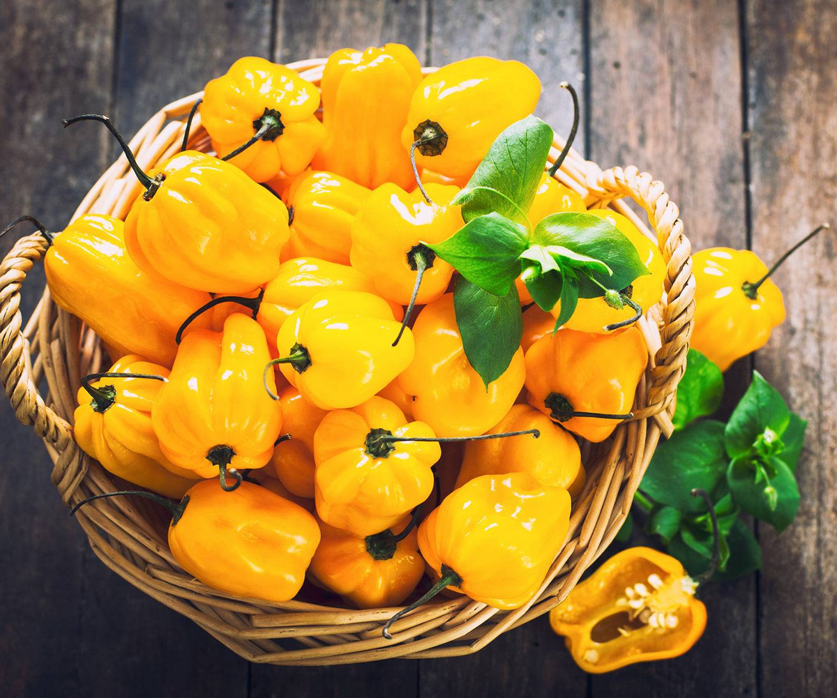 Jamaican Yellow Habanero Pepper Seeds – Capsicum chinense – Extra-Hot Chili, Fruity & Citrusy Flavor, Non-GMO, 200,000–300,000 Scoville
