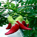Hummingbird Tree Seeds – Tropical Sesbania grandiflora, Fast Growing Exotic Flowering Plant for Hummingbird Attraction