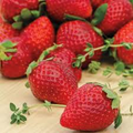 Everbearing Strawberry Plants Bare Root Pack – Ozark Beauty, Hardy, Sweet Juicy Berries, Zones 4-9