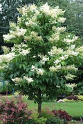 Japanese Lilac Tree Bare Root 12-14 Inches Syringa reticulata Hardy Ornamental Flowering Tree Zones 3-7