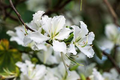 10 Seeds Bauhinia Alba White Orchid Tree Rare White Bauhinia Seeds Fast Growing Ornamental Flowering Tree for Garden