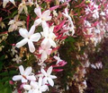 Pink Jasmine Starter Plant in 2" Pot, Fragrant Climbing Jasmine, Jasminum polyanthum, Pet Safe & Air Purifying