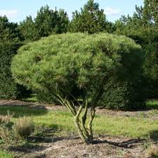 10 Japanese Red Pine Tree Seeds – Evergreen Bonsai & Landscape, Pinus densiflora, Hardy Drought Tolerant Conifer Seeds