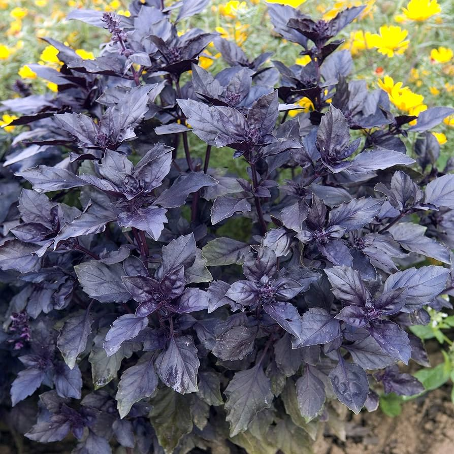 Dark Opal Basil Seeds – Aromatic, Colorful Herb for Cooking & Gardens – Ocimum basilicum, 1000 Seeds