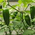 Jalapeño Pepper Plant Starter | 12-24 Inches | Mild to Moderate Heat | Easy to Grow in Gardens or Containers | Capsicum annuum