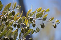 Jojoba Seeds – Simmondsia chinensis – 5 Seeds for Planting, Drought-Tolerant Evergreen Shrub, Xeriscape, Arid Garden Plant