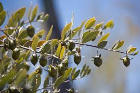 Jojoba Seeds – Simmondsia chinensis – 5 Seeds for Planting, Drought-Tolerant Evergreen Shrub, Xeriscape, Arid Garden Plant