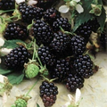 Sweetie Pie Blackberry Plant - Rubus Bare Root Starter, Disease-Resistant, Heat-Tolerant, Juicy Blackberries