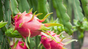 Red Dragon Fruit Cuttings - Pink Skin, Red Flesh - Hylocereus costaricensis, Fresh Plant Starters