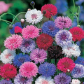 Cornflower Seeds Frosty Mix Heirloom Non-GMO Pollinator-Attracting Blue & White Wildflower Garden Plant