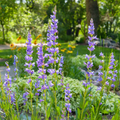 Penstemon Acuminatus Seeds – Native Wildflower, Lavender-Blue Blooms, Drought-Tolerant, Pollinator-Friendly Perennial, 100mg