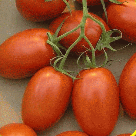 Roma Tomato Seeds - Heirloom, Non-GMO, Canning & Sauce, Solanum lycopersicum, USDA Zones 3-10
