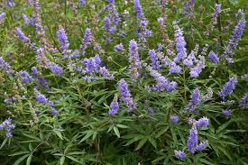 20 Chaste Tree Seeds – Vitex agnus-castus, Lilac Flowers, Deer Resistant, Pollinator Attractant, Zones 6-9, Fast Growing, Ornamental Garden Seeds