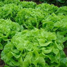 1000 Oak Leaf Lettuce Seeds – Lactuca sativa Heirloom Loose-Leaf, Tender Texture, Sweet Flavor, Non-GMO, Fast-Growing, Heat-Tolerant
