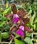 Cattleya Tigrina x Aclandiae Hybrid Orchid Seedling | Compact 3" Pot with Spotted Fragrant Blooms | Rare Collectors' Plant
