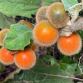 Naranjilla Seeds 20-Pack | Solanum quitoense | Exotic Lulo Quito Orange Fruit Tree | Tropical Perennial Plant