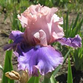 Bearded Iris Florentine Silk Starter Plant Pink Lavender Purple Fragrant Deer-Resistant USDA Zones 3-10
