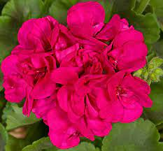 Purple Pink Pelargonium Zonal Geranium Starter Cuttings – 8 Fresh 6"+ Live Plants, Hardy, Fast-Growing, Vibrant Blooms, Indoor & Outdoor