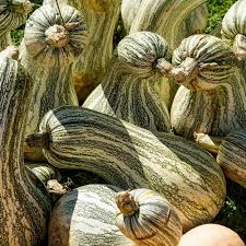 Cushaw Green Striped Pumpkin Seeds | Heirloom Cucurbita Pepo | Large 20 lb Fruit | Sweet Flesh | USDA Zones 3-10 | Non-GMO
