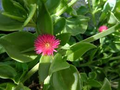 Aptenia Cordifolia 'Red Apple' Succulent Cuttings – Baby Sun Rose, Red/Pink Blooms, Ground Cover, Indoor & Outdoor, 4-7"