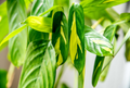 Ctenanthe lubbersiana ‘Never Never Plant’ Bare Root Indoor Houseplant – Variegated Foliage, Easy Care, 1-2 ft