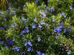 Organic Rosemary Herb Plants Live Dipped Cuttings 10-12 Inches Rosmarinus officinalis