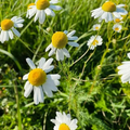 German Chamomile Seeds – 2500 Pack, Matricaria chamomilla, Calming Herb with White and Yellow Flowers, Tea & Aromatherapy