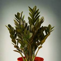 Black Raven ZZ Plant Cutting - 2 Node Zamiifolia Zamioculcas, Pet Safe Indoor Houseplant, Low Light, Easy to Grow