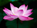 Sacred Lotus Seeds, Nelumbo nucifera, Edible Aquatic Water Lily, Water Garden Plant, Pink & White Flower Seeds