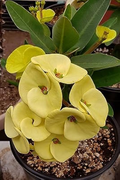 Euphorbia Milii Yellow Crown of Thorns Bare-Rooted Live Plant 5-7 Inches Drought-Tolerant Succulent