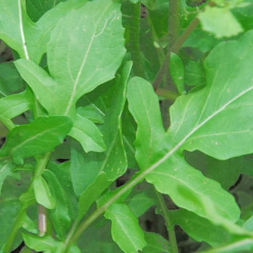 500 Seeds Roquette Arugula (Eruca vesicaria) - Peppery Green for Salads, Sandwiches & Gourmet Dishes