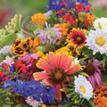 500 Wildflower Seeds Blue Ribbon Mix Heirloom Non-GMO Pollinator Blend Perennials & Annuals