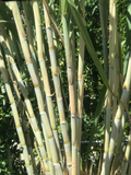 Rooted Sugarcane Cuttings – Tropical Live Plant, Sweet & Juicy, Fast Growing, Organic Stalks, Saccharum officinarum