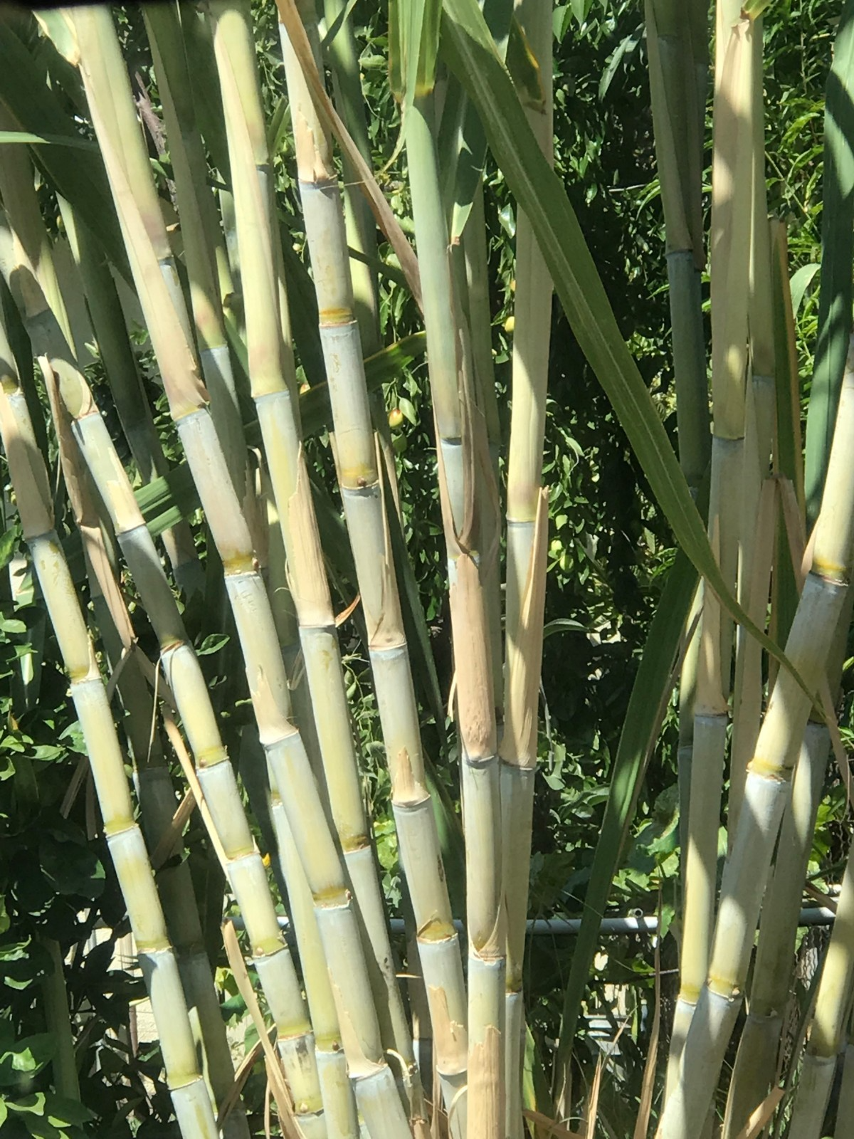 Rooted Sugarcane Cuttings – Tropical Live Plant, Sweet & Juicy, Fast Growing, Organic Stalks, Saccharum officinarum