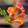 100 Trumpet Creeper Vine Seeds - Perennial Climbing Plant with Bright Orange Flowers, Fast-Growing, Wildlife Friendly, Campsis radicans
