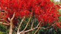 10 Chinese Pistachio Tree Seeds (Pistacia chinensis) – Ornamental Fall Foliage, Drought Tolerant, Hardy Landscaping Seeds