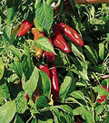 Ms. Junie Hot Pepper Seeds – Caribbean-Style, Bold Heat, High Yield, Capsicum annuum, 250mg