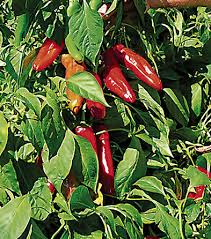 Ms. Junie Hot Pepper Seeds – Caribbean-Style, Bold Heat, High Yield, Capsicum annuum, 250mg