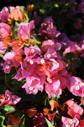 Rosenka Bougainvillea Starter Plant | Well-Rooted Plug | Colorful Multi-Colored Blooms | Evergreen Tropical Vine for USDA Zones 9+