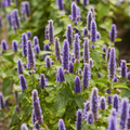 300 Hyssop Seeds – Aromatic Culinary Herb, Blue/Purple/Pink Flowers, Easy to Grow, Hyssopus officinalis