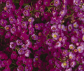 500 Seeds Alyssum Oriental Nights Dark Purple Groundcover Bees Fragrant Non-GMO Lobularia maritima