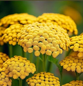 Gold Yarrow Seeds 500-10,000 Achillea filipendulina Drought-Tolerant Pollinator-Friendly Flower